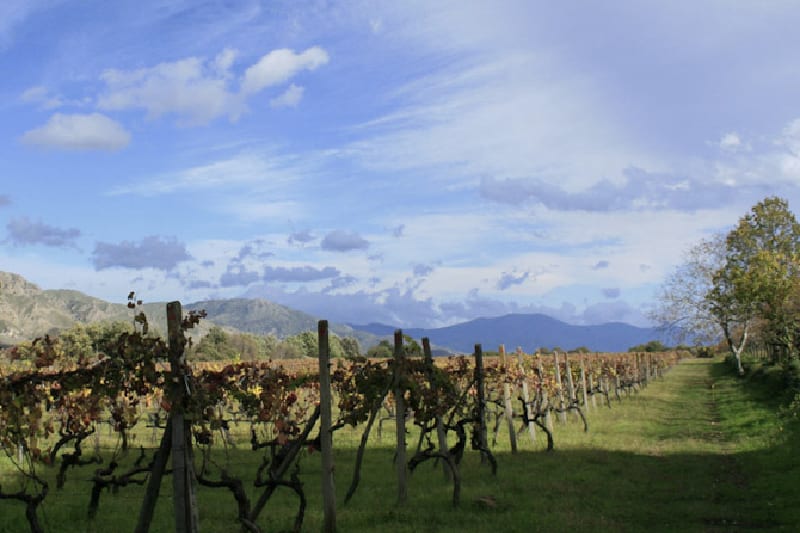 I filari della vigna in autunno, con i monti sullo sfondo